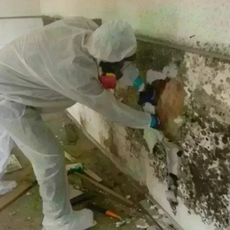 Mold Remediation and Removal in Whiteriver, AZ